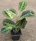 3" Maranta Red 